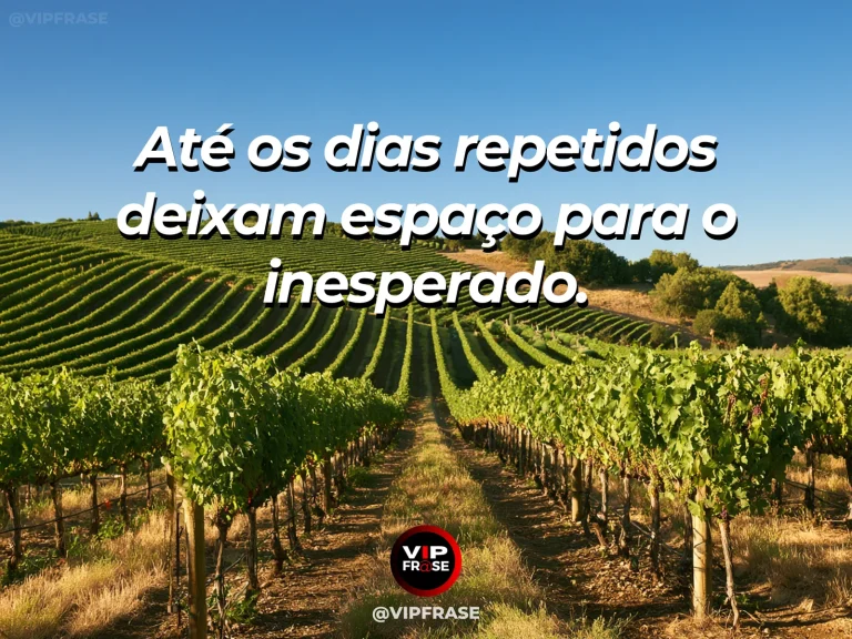 Mensagem sobre a vida, com fileiras de vinhedo com uma faixa inesperada de flores coloridas.