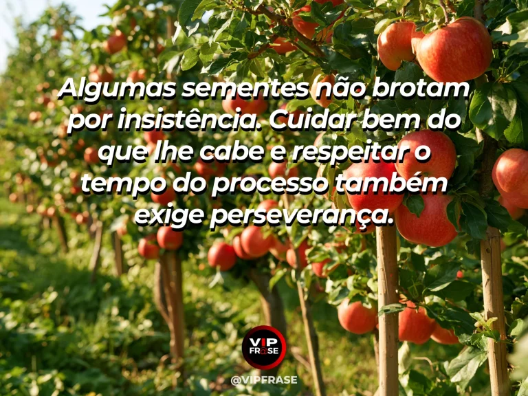 Mensagem de força sobre respeitar os tempos de um processo, com oliveiras antigas em terraços de pedra sob céu azul.
